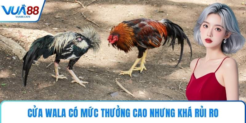 Cửa Wala có mức thưởng cao nhưng khá rủi ro