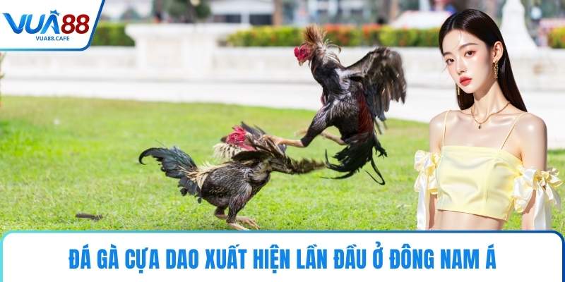 Đá gà cựa dao xuất hiện lần đầu ở Đông Nam Á