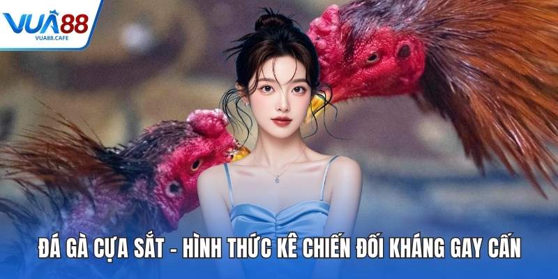 Đá Gà Cựa Sắt – Hình Thức Kê Chiến Đối Kháng Gay Cấn