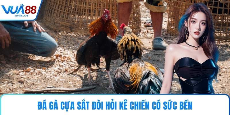 Đá gà cựa sắt đòi hỏi kê chiến có sức bền