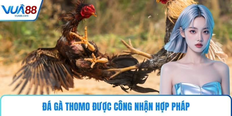 Đá gà Thomo được công nhận hợp pháp