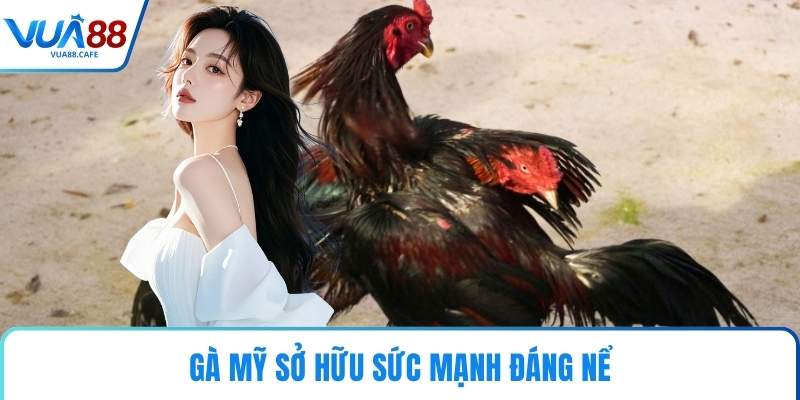 Gà Mỹ sở hữu sức mạnh đáng nể